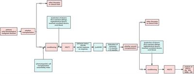 Advances in second hematopoietic stem cell transplantation